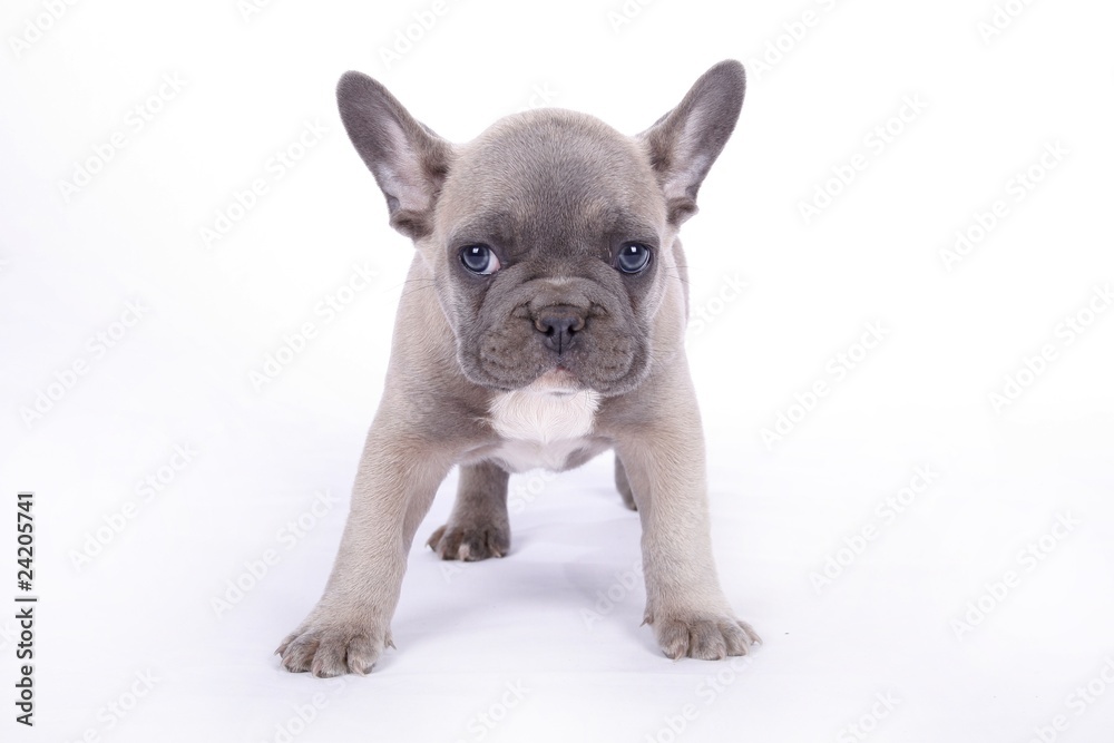 French Bulldogge Welpe