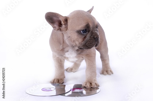 French Bulldog Puppy & DVD