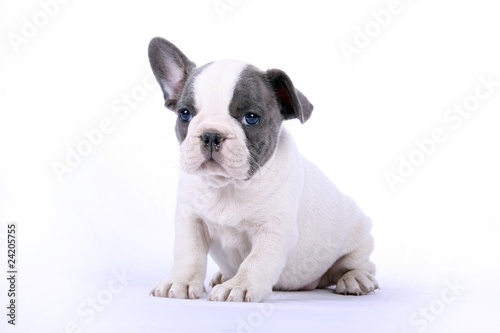 French Bulldogge Welpe © fotowebbox
