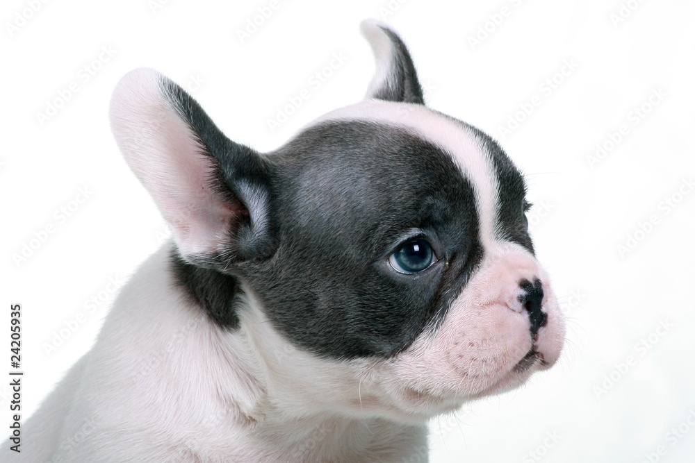 French Bulldog Puppy Portrait blue eye