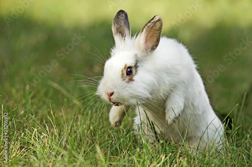 White rabbit on meadow, close-up © Andrey Bandurenko