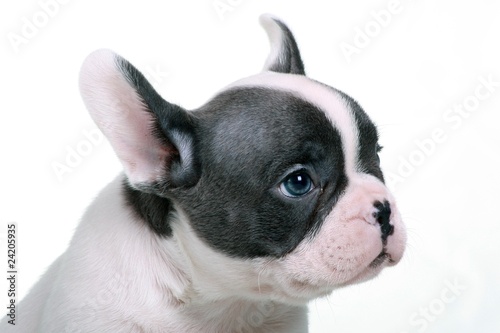 French Bulldog Puppy Portrait blue eye © fotowebbox