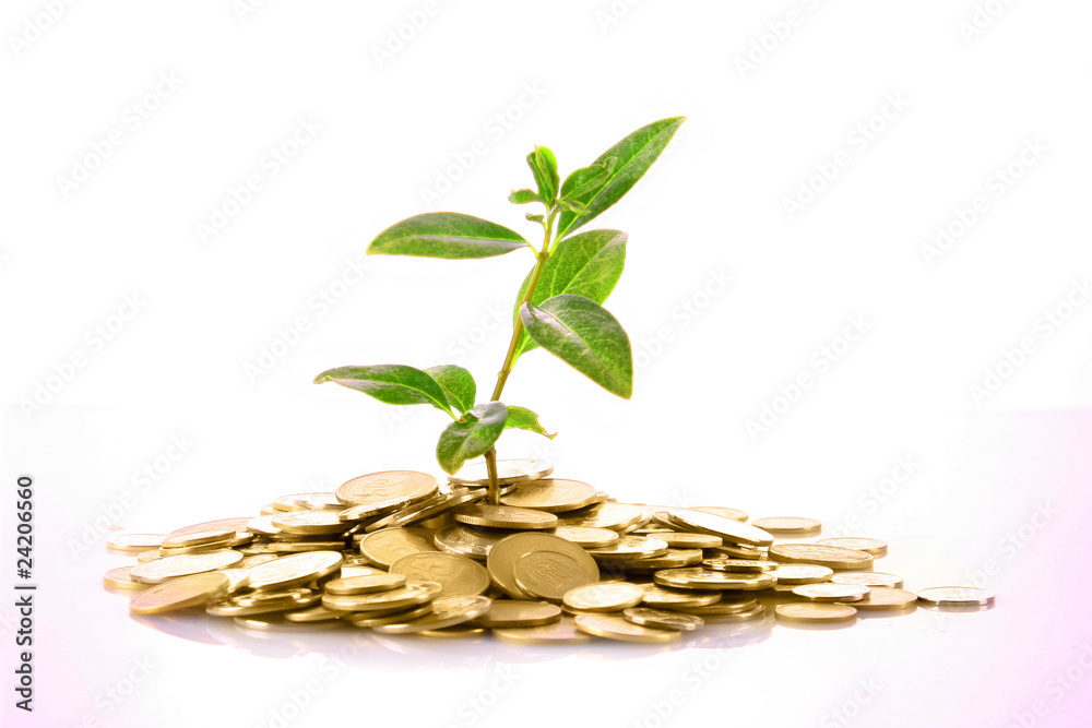 Coins and green plant isolated on white Coins and green plant isolated on white