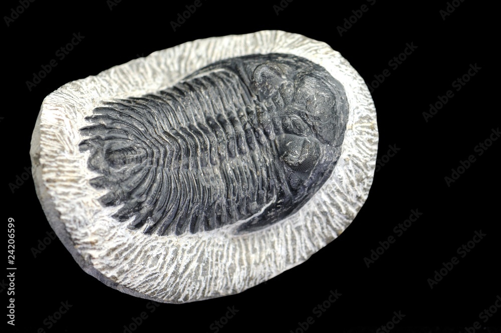 fossile de trilobite fossile de trilobite