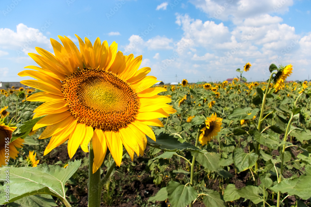 Fototapeta premium Field of sunflowers. Features sunflower, sky, summer, blue, atmosphere. Weather, outdoors, horizon concepts. Commercial stock photo for advertising, editorial, branding, and print projects.