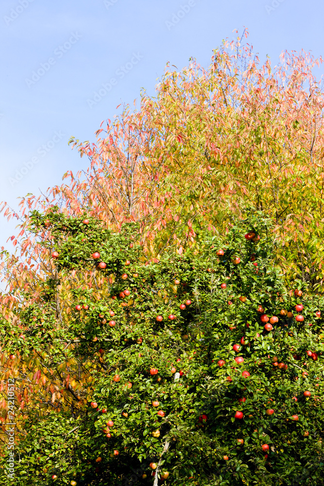 apple tree with red apples