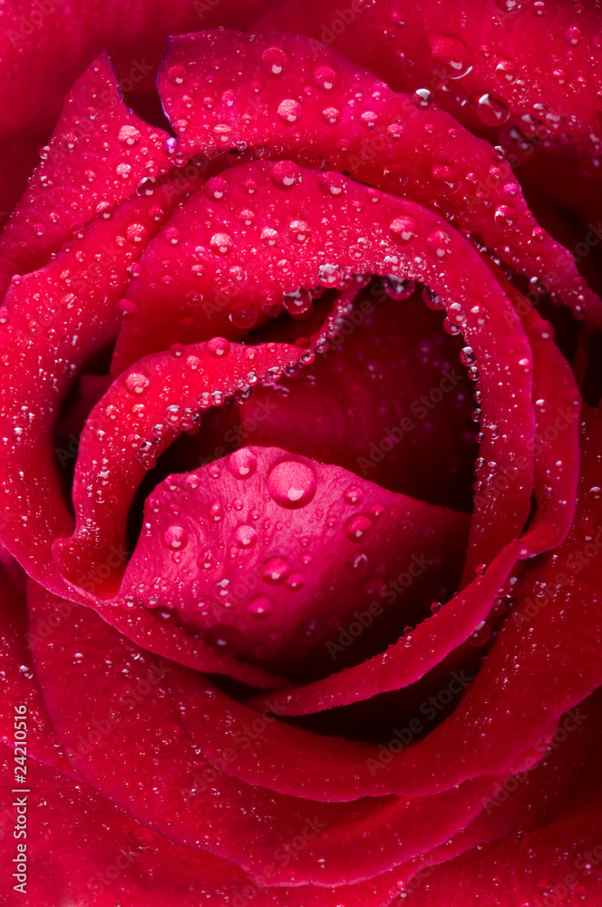 rose rose
