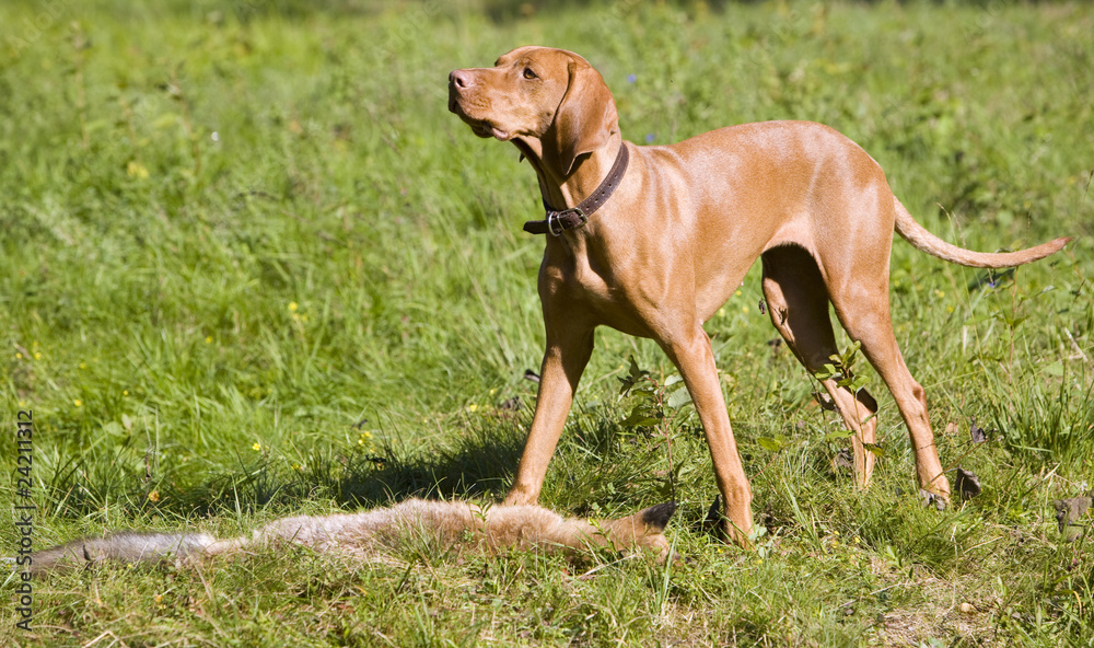 hunting dog with a catch