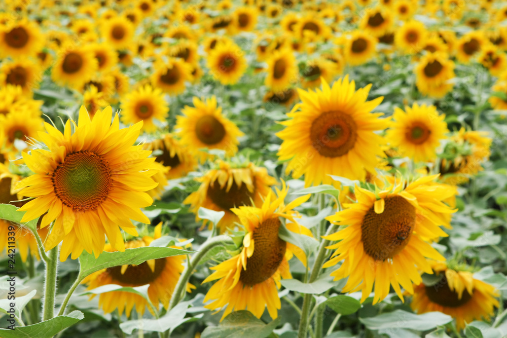 sun flower field