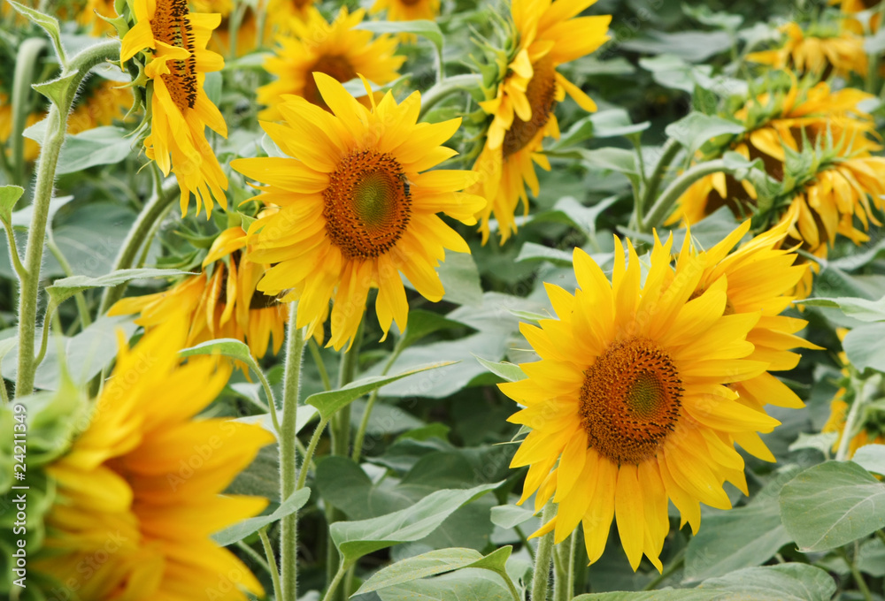 sun flower closeup sun flower closeup