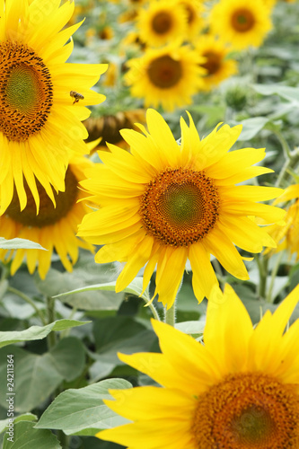sun flowers closeup