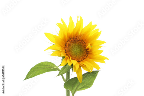 Fototapeta Naklejka Na Ścianę i Meble -  isolated sun flower