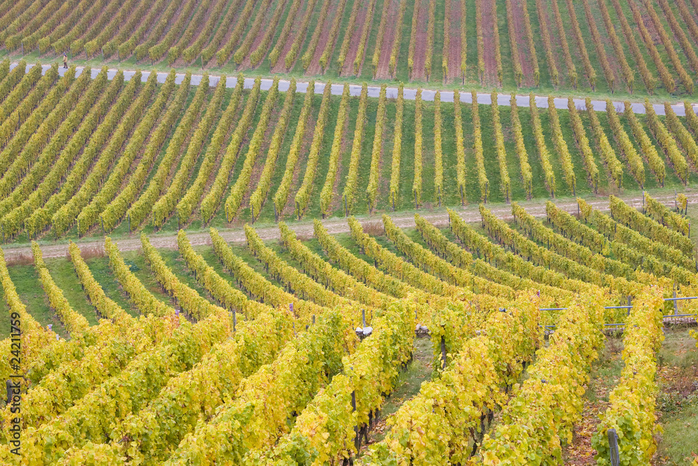 vineyards near Johannisberg Palace, Hessen, Germany