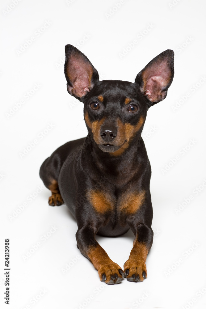 ミニチュア・ピンシャー Miniature Pinscher ミニチュア・ピンシャー Miniature Pinscher
