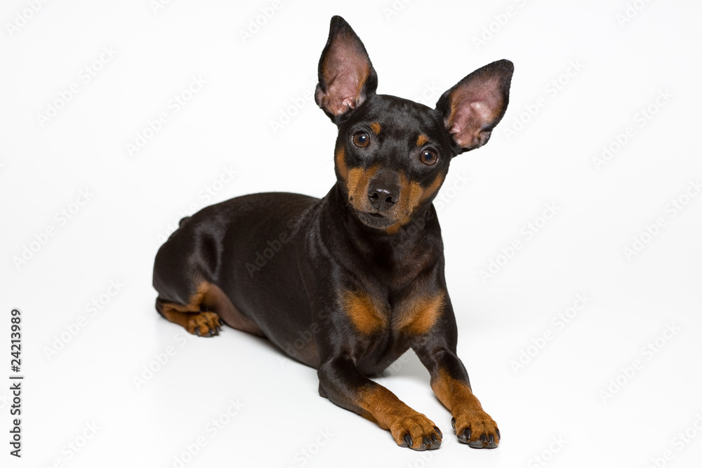 ミニチュア・ピンシャー Miniature Pinscher ミニチュア・ピンシャー Miniature Pinscher