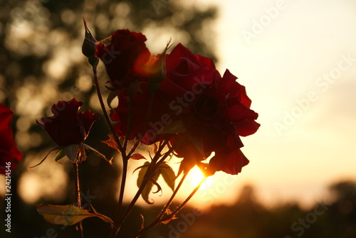 Rosen im Sonnenuntergang