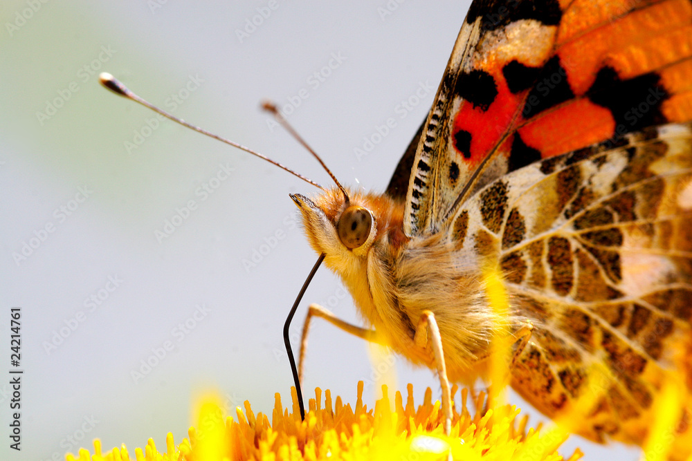 Obraz premium Distelfalter (Vanessa cardui)