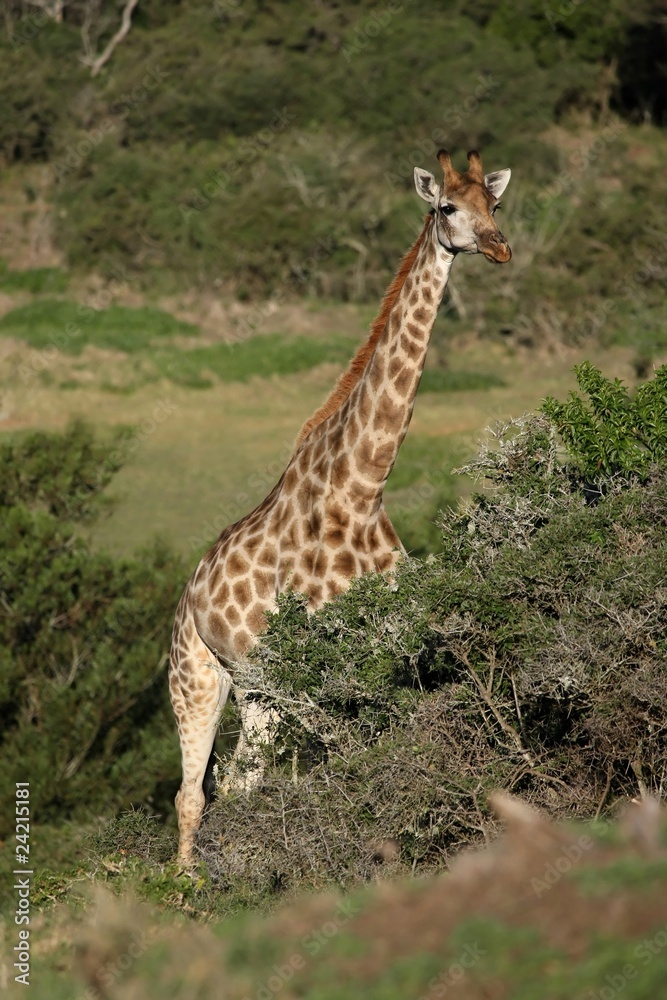Obraz premium Giraffe