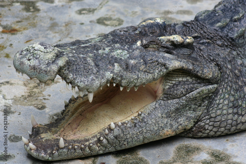 Obraz premium Thailand