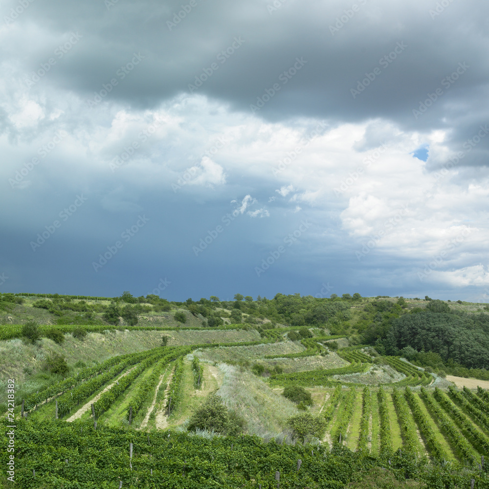 vineyards, Czech Republic vineyards, Czech Republic