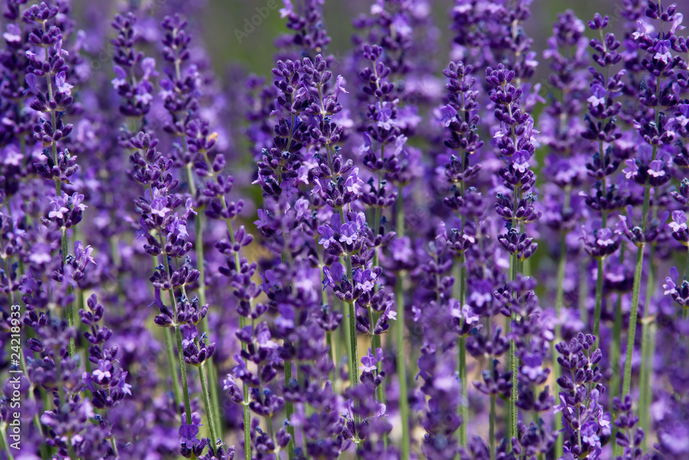 Fototapeta premium Lavender field