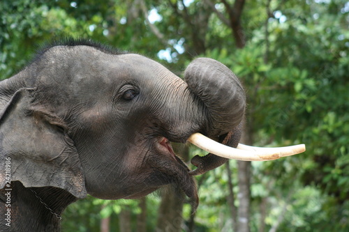 Photography Thailand Elephants