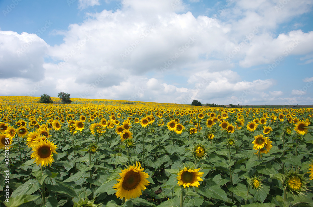Sunflower