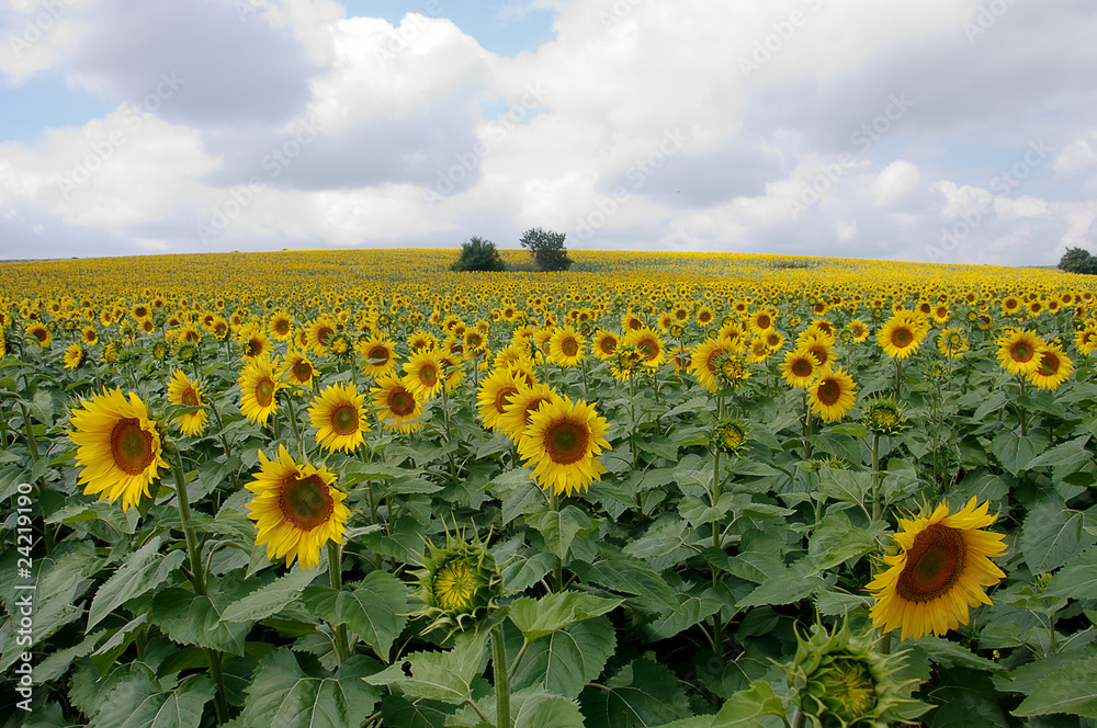 Obraz premium Sunflower