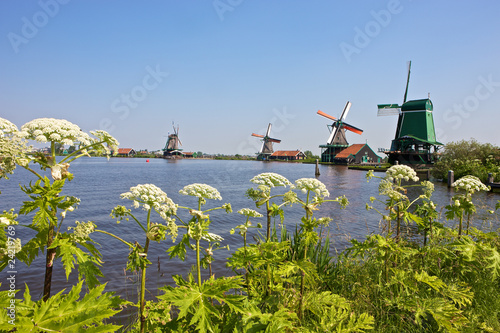 Windmills at the Zaanse Schans, Netherlands