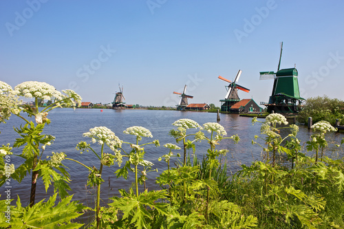 Windmills at the Zaanse Schans, Netherlands photo