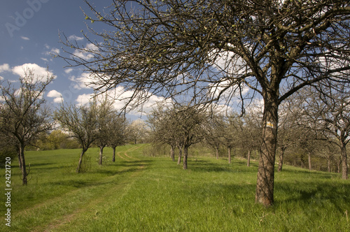 Country road with cherry trees and grass