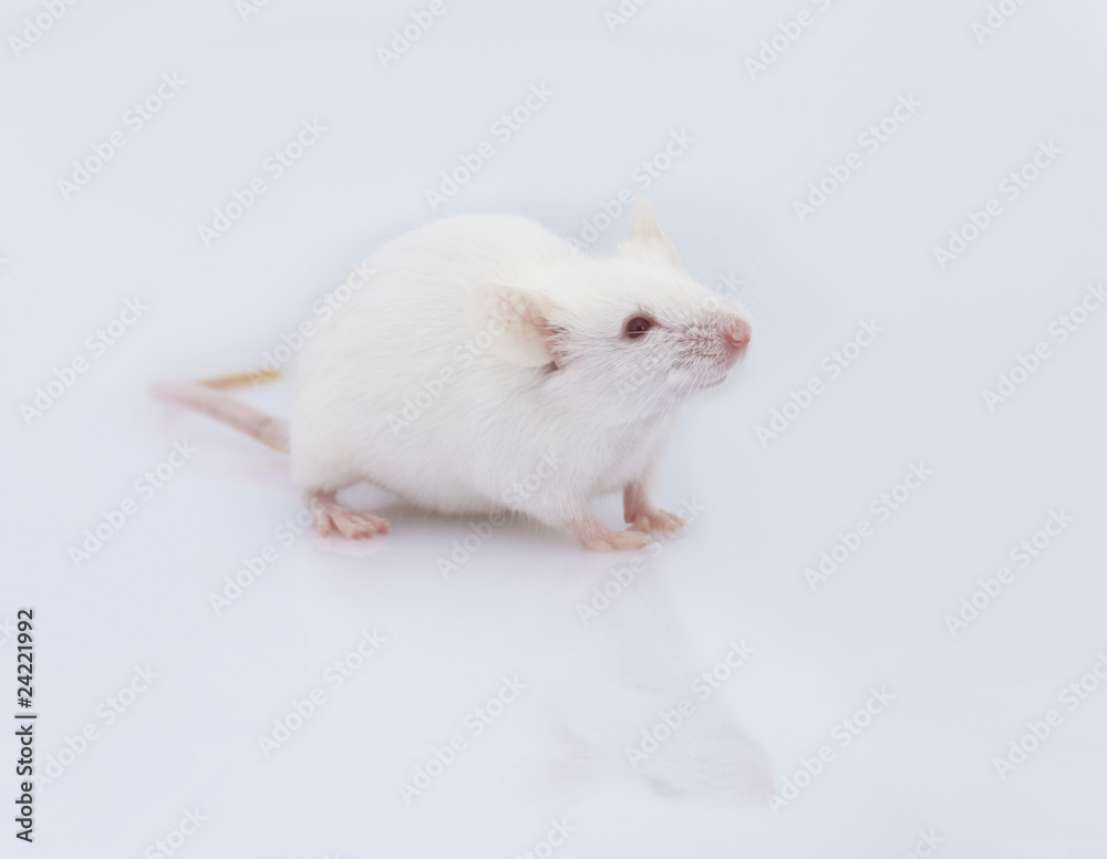 maus mouse 01 maus mouse 01