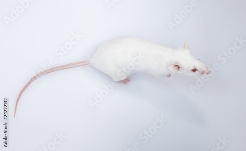 maus mouse 09