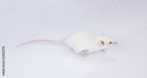 maus mouse 13