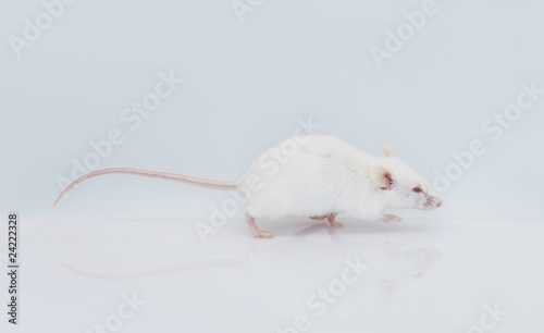 maus mouse 20