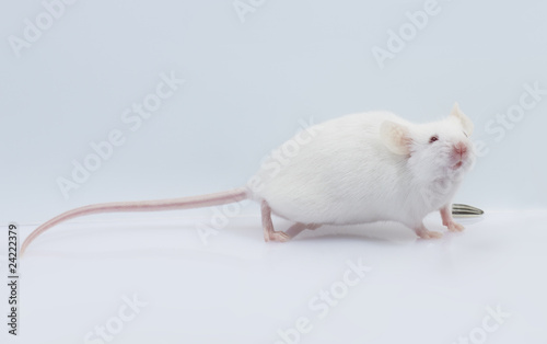 maus mouse 23