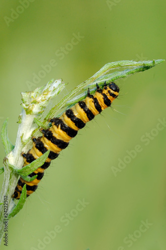 Photography A Cinnabar Moth caterpillar feeding on Ragwort