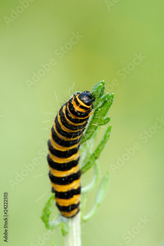 Cinnabar Moth caterpillar feeding on Ragwort © Martin Pateman-Lewis