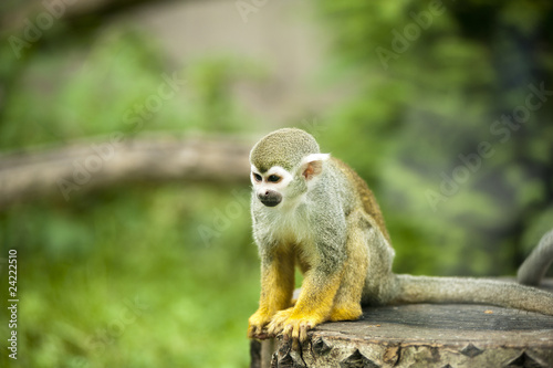 Small monkey