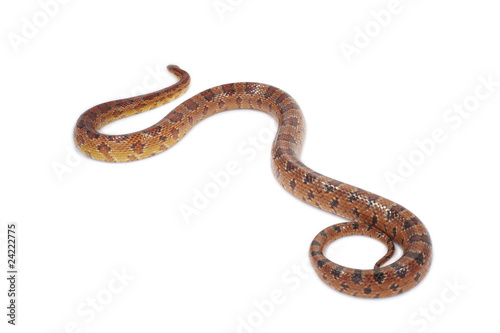 schlange snake 11