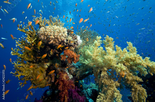 Fototapeta Naklejka Na Ścianę i Meble -  colorful coral reef