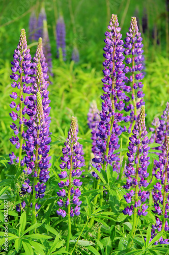 Lupine - lupin 11