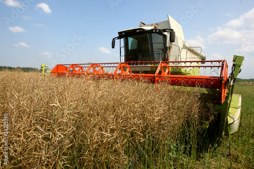 Rape  Brassica napus 