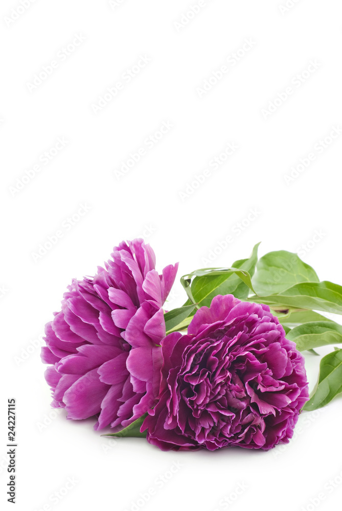 Peonies Peonies