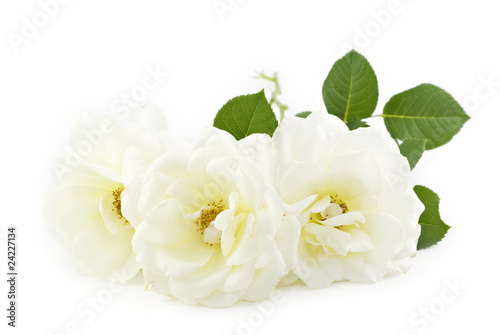 White Roses White Background