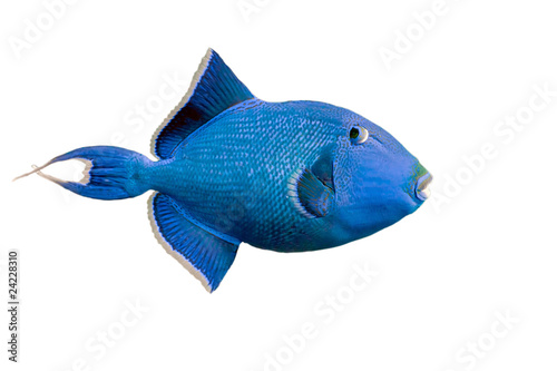 Blue triggerfish on white photo