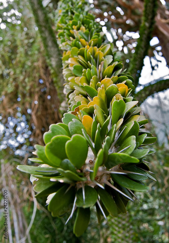 Alluaudia ascendens photo