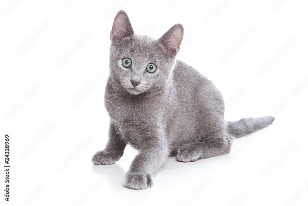 Russian blue kitten on white