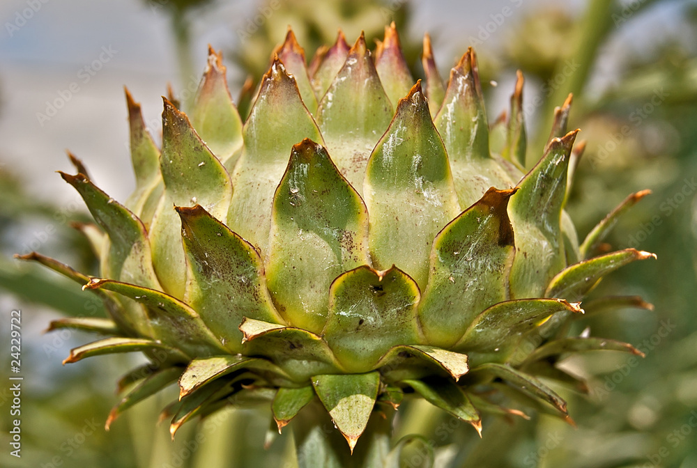 Artichaut dans un jardin