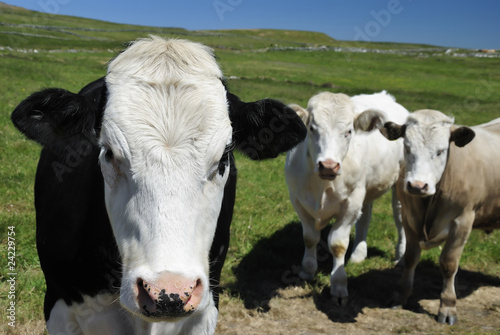 Irish cows